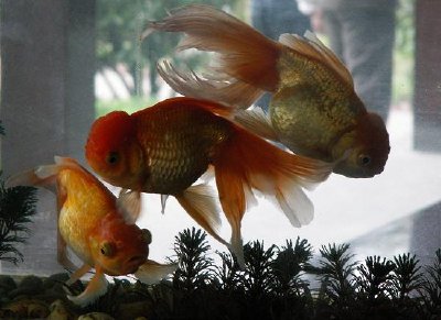 Goldfish (Inserito da Ru Wagner)