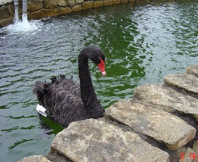 Black Swan at Colmar, Bukit Tingii (Soumis par Vasanthi Gaitonde)