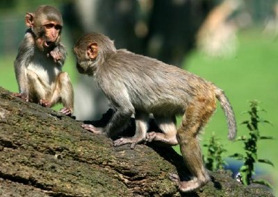 Macacos Rhesus