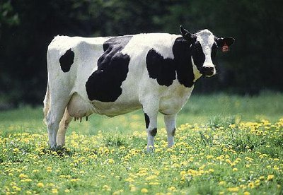 Vache laitière