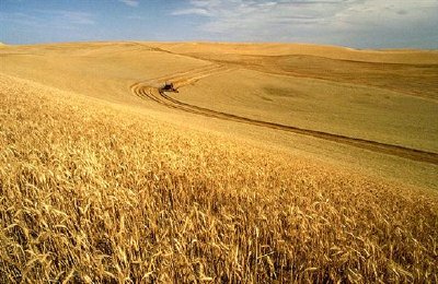 Wheat harvest on the Palouse jigsaw puzzle