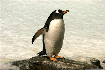 פאזל של פינגווין