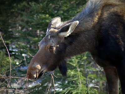 Moose dans le parc national du Gros-Morne, Terre-Neuve, Canada