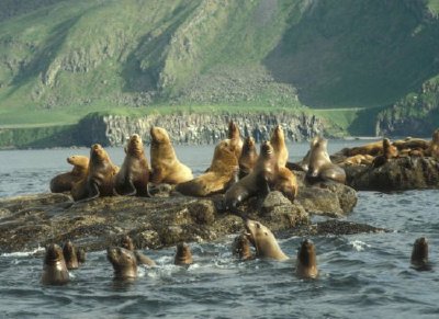 Amak Island, Stellers Sea Lion haul out  jigsaw puzzle