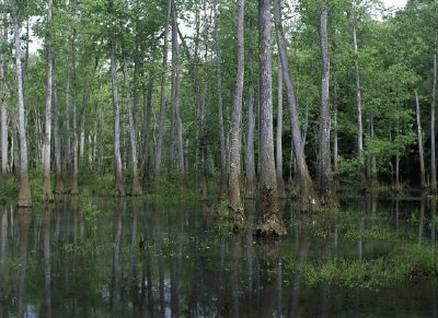 Refúgio Nacional da Vida Selvagem de Bond Swamp, Geórgia