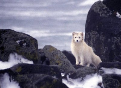 Pribilof Island Oil Spill, M / V Citrus 1996 Arctic Fox scavenges for carcasses (Album)