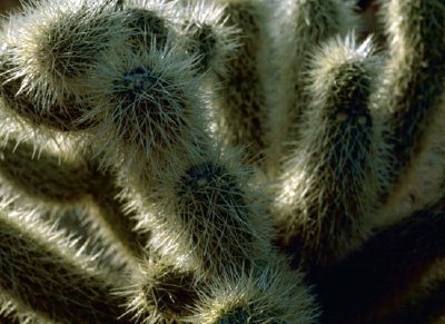Ours en peluche cholla cactus