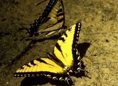 Papillon machaon tigre
