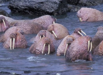 Walrus on Togiak National Wildlife Refuge jigsaw puzzle