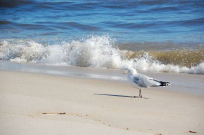 Uma gaivota na praia