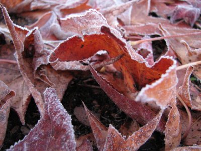 Frosty Leaves jigsaw puzzle