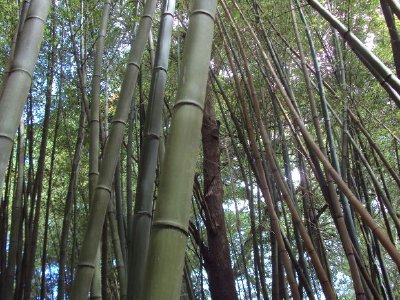 Piante di bambù