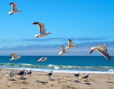 Gaivotas voando sobre uma praia