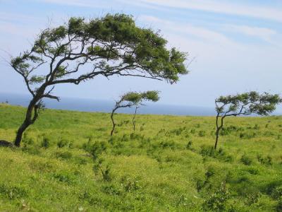 Trees in the wind jigsaw puzzle
