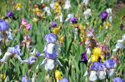 Irisblumen