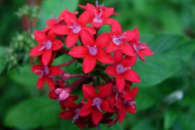 Red flowers jigsaw puzzle