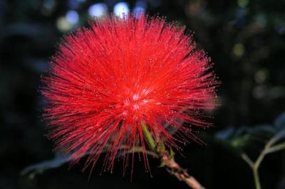 Fiore tropicale rosso