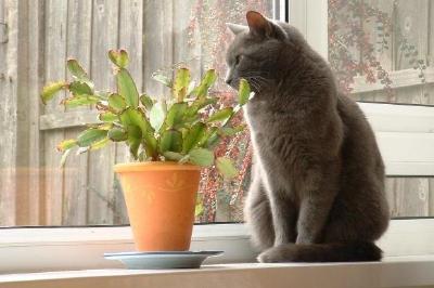 Un gatto e una pianta