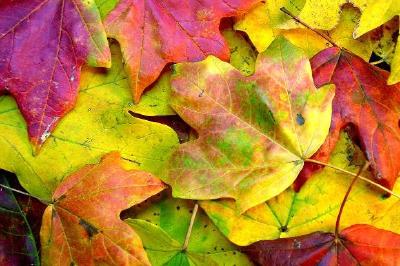 多彩的秋天的樹葉