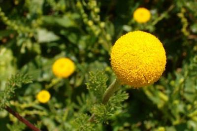 Fleur sphérique jaune