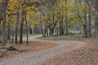 A road between the trees jigsaw puzzle