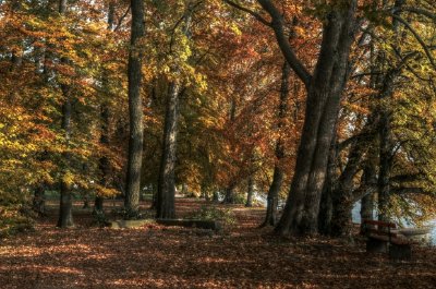 Uma floresta no outono