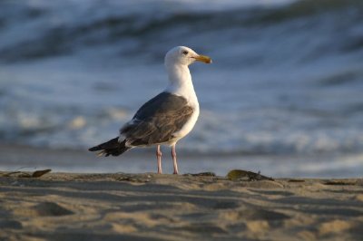Ein Vogel am Strand