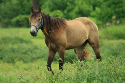 Un cavallo nel ranch