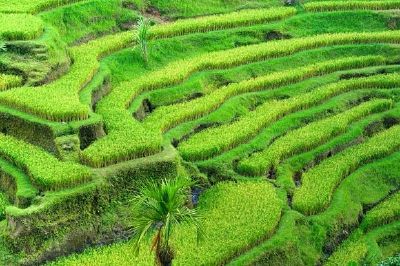 印度尼西亞水稻梯田