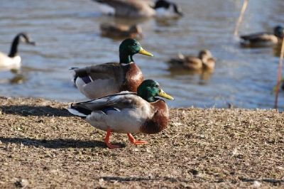 Ducks in the Pond jigsaw puzzle