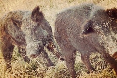 Boars jigsaw puzzle