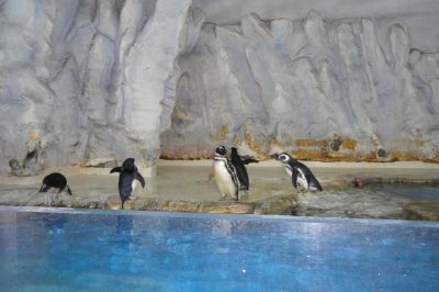 פאזל של פינגווינים