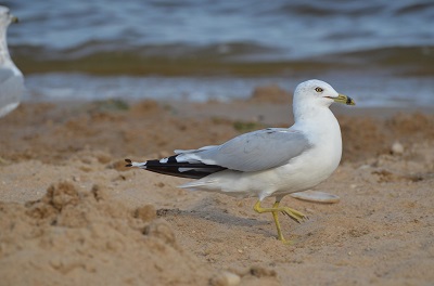 Seagull jigsaw puzzle