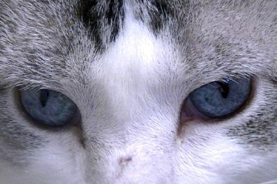 貓眼