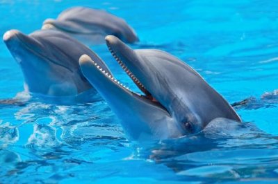 פאזל של דולפינים
