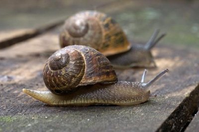 Two Snails jigsaw puzzle