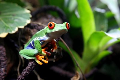 Red-Eyed Tree Frog  jigsaw puzzle