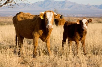 Cows on the Open Range jigsaw puzzle