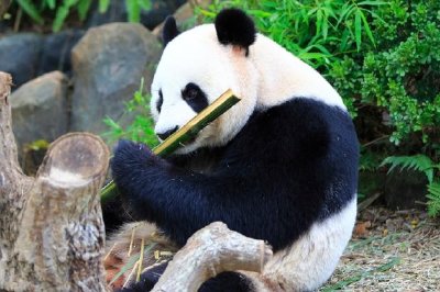Riesenpanda, der Bambus isst