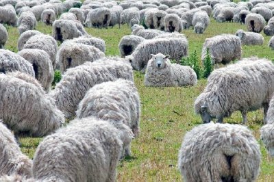 Troupeau de moutons paissant sur champ vert