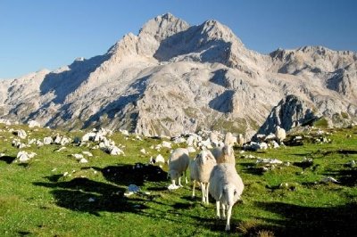 Moutons dans les montagnes