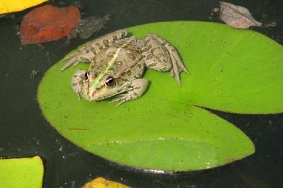 Frog on a Leaf jigsaw puzzle