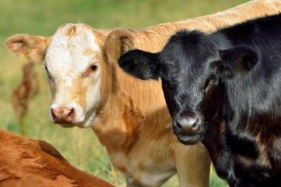 Black and Brown Calves jigsaw puzzle