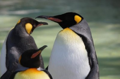 פאזל של פינגווינים