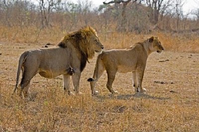Leão e leoa juntos