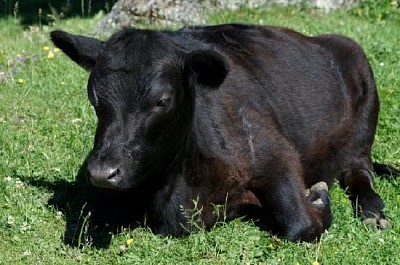 פאזל של פרה שחורה