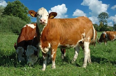 Young Cows jigsaw puzzle
