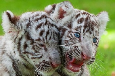 Filhotes de tigre brancos