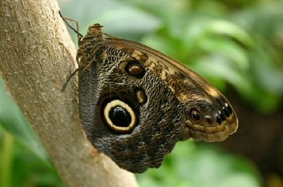 Mariposa búho posado en un árbol