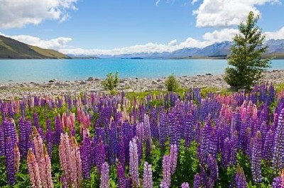 Lupin Flowers jigsaw puzzle